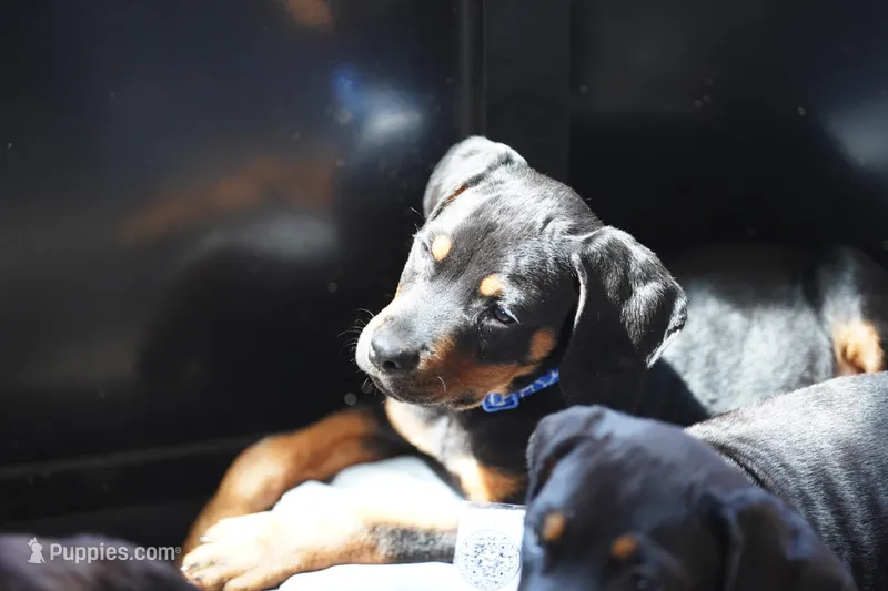 Romeo – Rottweiler puppy for sale in Maricopa, AZ