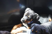 Romeo, a male Rottweiler for sale in Maricopa, AZ – 1 of 10