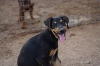Doberdane Blk/Rst F, a female Doberman Pinscher and Great Dane for sale in Maricopa, AZ – 5 of 10