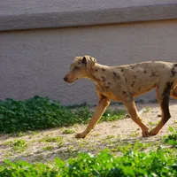 Doberdane Lassie F, a female Doberman Pinscher and Great Dane for sale in Maricopa, AZ – Photo 4 of 10