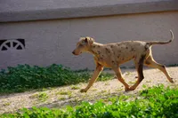 processed/62ef5f7d-774d-459e-8c5f-d063c1a1778f/listing/a3ac7e6a-e541-44d0-8fb2-e4d38f138588/15ee8559-dbc9-4e74-89bb-54e485243740