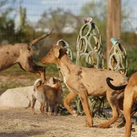 Doberdane Lassie F, a female Doberman Pinscher and Great Dane for sale in Maricopa, AZ – Photo 9 of 10