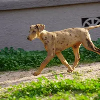Doberdane Lassie F, a female Doberman Pinscher and Great Dane for sale in Maricopa, AZ – Photo 5 of 10