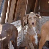 Doberdane Lassie F, a female Doberman Pinscher and Great Dane for sale in Maricopa, AZ – Photo 1 of 10