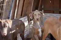 Doberdane Lassie F, a female Doberman Pinscher and Great Dane for sale in Maricopa, AZ – Photo 1 of 10