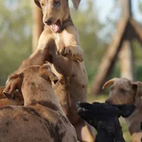 Doberdane Lassie F, a female Doberman Pinscher and Great Dane for sale in Maricopa, AZ – Photo 8 of 10