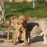 Doberdane Lassie F, a female Doberman Pinscher and Great Dane for sale in Maricopa, AZ – Photo 6 of 10