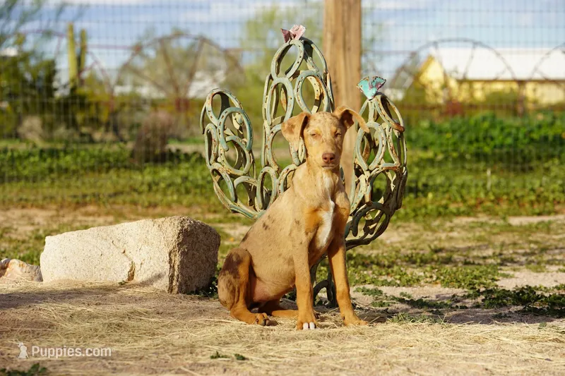 Doberdane Cinn Merle F