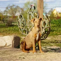 Doberdane Lassie F, a female Doberman Pinscher and Great Dane for sale in Maricopa, AZ – Photo 3 of 10