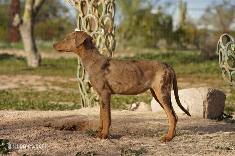 Doberdane Lassie F – Doberman Pinscher, Great Dane puppy on hold in Maricopa, AZ