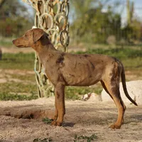 Doberdane Lassie F, a female Doberman Pinscher and Great Dane for sale in Maricopa, AZ – Photo 10 of 10
