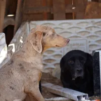Doberdane Lassie F, a female Doberman Pinscher and Great Dane for sale in Maricopa, AZ – Photo 2 of 10