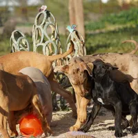 Doberdane Lassie F, a female Doberman Pinscher and Great Dane for sale in Maricopa, AZ – Photo 7 of 10