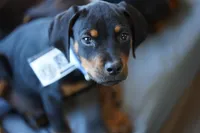 Romeo, a male Rottweiler for sale in Maricopa, AZ – 7 of 10