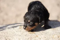 Rott M1, a male Rottweiler for sale in Maricopa, AZ – 3 of 6