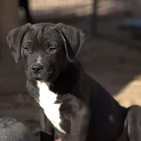 Walda BlkWht, a male American Mastiff for sale in Maricopa, AZ – Photo 6 of 9