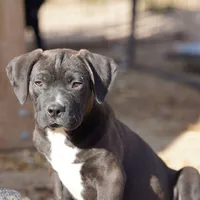 Walda BlkWht, a male American Mastiff for sale in Maricopa, AZ – Photo 8 of 9