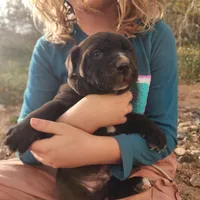 Walda BlkWht, a male American Mastiff for sale in Maricopa, AZ – Photo 9 of 9
