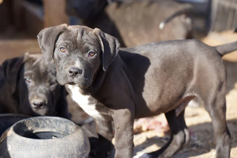 Walda BlkWht – American Mastiff puppy for sale in Maricopa, AZ