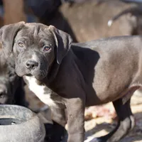 Walda BlkWht, a male American Mastiff for sale in Maricopa, AZ – Photo 3 of 9