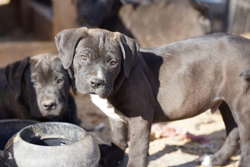 Walda BlkWht – American Mastiff puppy for sale in Maricopa, AZ