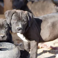 Walda BlkWht, a male American Mastiff for sale in Maricopa, AZ – Photo 5 of 9