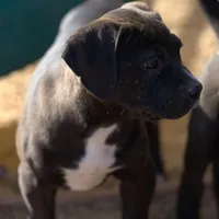 Walda BlkWht, a male American Mastiff for sale in Maricopa, AZ – Photo 7 of 9