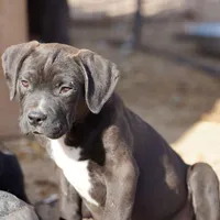 Walda BlkWht, a male American Mastiff for sale in Maricopa, AZ – Photo 1 of 9