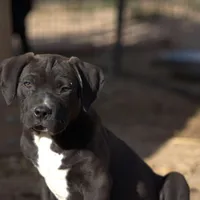 Walda BlkWht, a male American Mastiff for sale in Maricopa, AZ – Photo 4 of 9