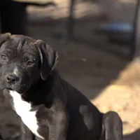 Walda BlkWht, a male American Mastiff for sale in Maricopa, AZ – Photo 2 of 9