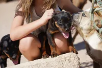 Rott (Chanel F), a female Rottweiler for sale in Maricopa, AZ – 5 of 10