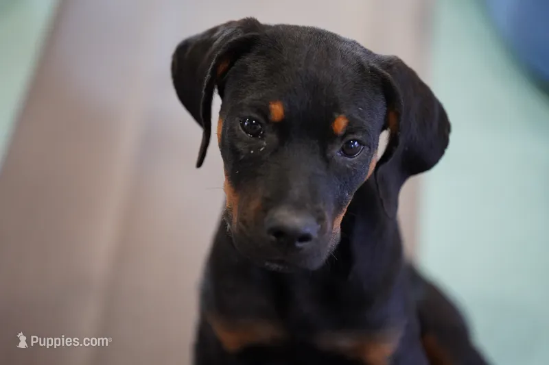 Amiri – Rottweiler puppy for sale in Maricopa, AZ