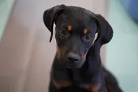 Amiri, a female Rottweiler for sale in Maricopa, AZ – 4 of 10