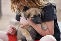 McNabsky M sable, a male Siberian Husky and McNab Shepherd for sale in Maricopa, AZ – 6 of 10