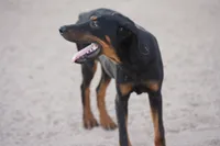 Dobie (Milhouse), a male Doberman Pinscher for sale in Maricopa, AZ – 3 of 10