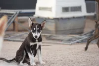 McNabsky (Husky), a female Siberian Husky and McNab Shepherd for sale in Maricopa, AZ – 2 of 10