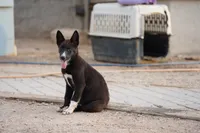 McNabsky (Balto), a male Siberian Husky and McNab Shepherd for sale in Maricopa, AZ – 2 of 10
