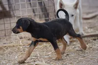 Doberdane Blk/Rst F, a female Doberman Pinscher and Great Dane for sale in Maricopa, AZ – 6 of 10