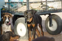 Dobie (Blk F1), a female Doberman Pinscher for sale in Maricopa, AZ – 2 of 8