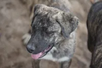 Bansky (SliverBrindle), a male Siberian Husky and American Mastiff for sale in Maricopa, AZ – 7 of 10