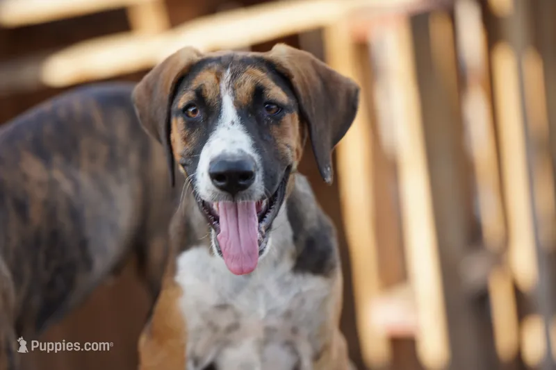 Doberdane (Madison) – Doberman Pinscher, Great Dane puppy for sale in Maricopa, AZ