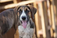 Doberdane (Madison), a female Doberman Pinscher and Great Dane for sale in Maricopa, AZ – 1 of 6