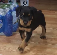 Lucy, a female Rottweiler for sale in Maricopa, AZ – 1 of 10