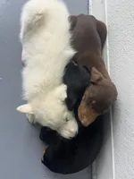 Jessica Red M, a male Doberman Pinscher for sale in Maricopa, AZ – Photo 5 of 6