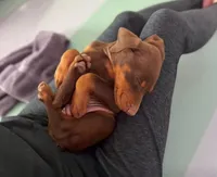 Jessica Red M, a male Doberman Pinscher for sale in Maricopa, AZ – Photo 3 of 6