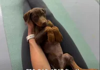 Jessica Red M, a male Doberman Pinscher for sale in Maricopa, AZ – Photo 2 of 6