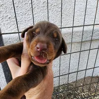 Jessica Red M, a male Doberman Pinscher for sale in Maricopa, AZ – Photo 6 of 6