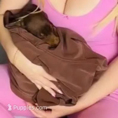 Jessica Red M, a male Doberman Pinscher for sale in Maricopa, AZ – Photo 4 of 6