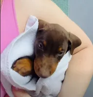 Jessica Red M, a male Doberman Pinscher for sale in Maricopa, AZ – Photo 1 of 6