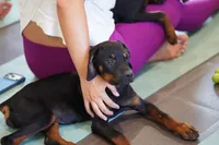 Amiri, a female Rottweiler for sale in Maricopa, AZ – 2 of 10